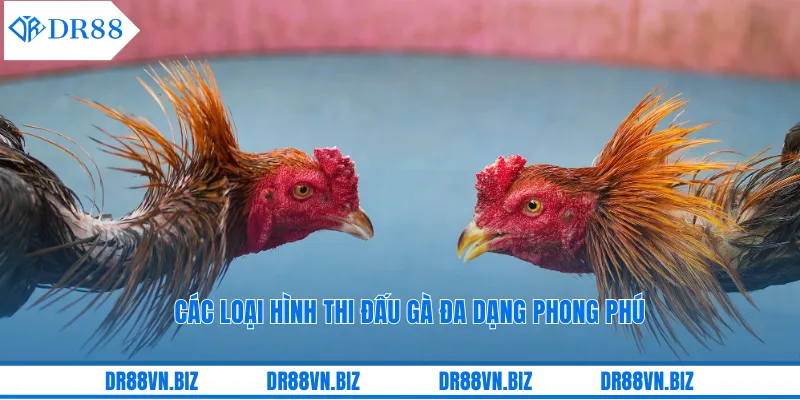 Các loại hình thi đấu gà đa dạng phong phú Các loại hình thi đấu gà đa dạng phong phú