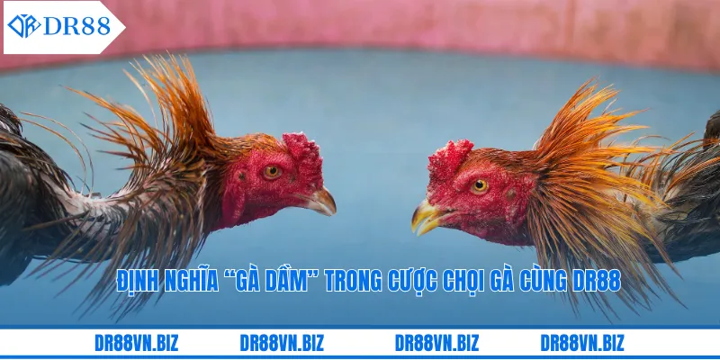 Định nghĩa “gà dầm” trong cược chọi gà cùng DR88