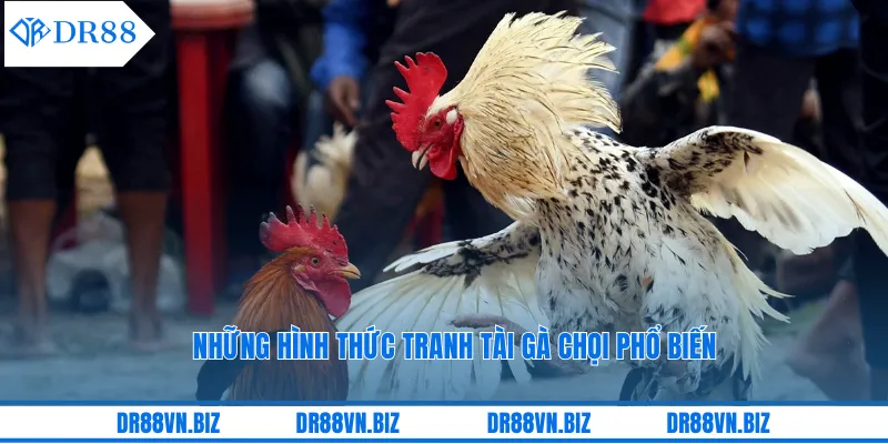 Những hình thức tranh tài gà chọi phổ biến