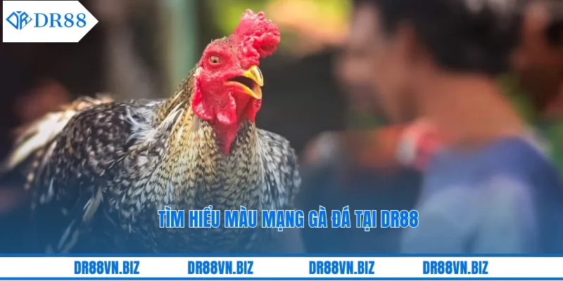 Màu mạng gà đá là gì? Màu mạng gà đá là gì?