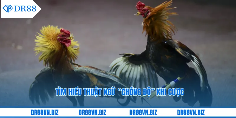 Tìm hiểu thuật ngữ “chồng độ” khi cược 